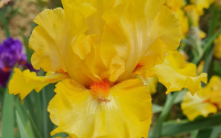 Iris vincitore dell'edizione 2026