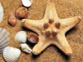 conchiglie e stella marina