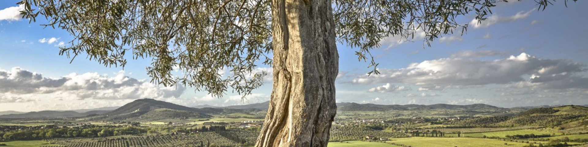 Albero di olivo con panorama