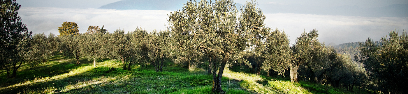 panoramica su un oliveto