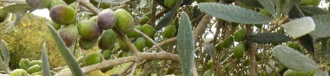 Olive