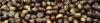 Castagne
